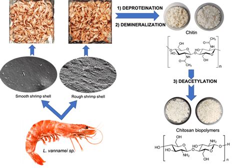  Shrimp Shells: En Fascinerande Biopolymer för Hållbara Material